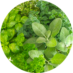 Herbs