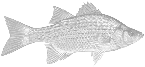Hybrid Striped Bass