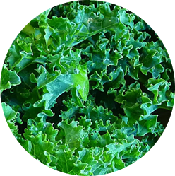 Kales & Collards