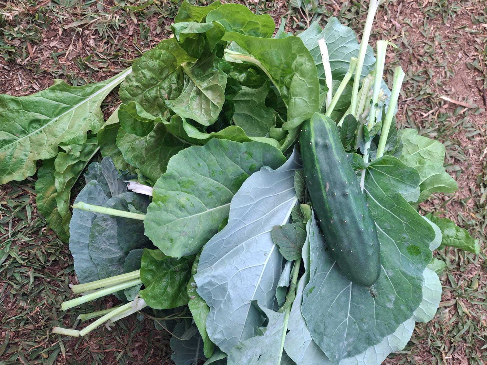 Native & culturally relevant crops