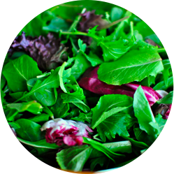 Salad Greens