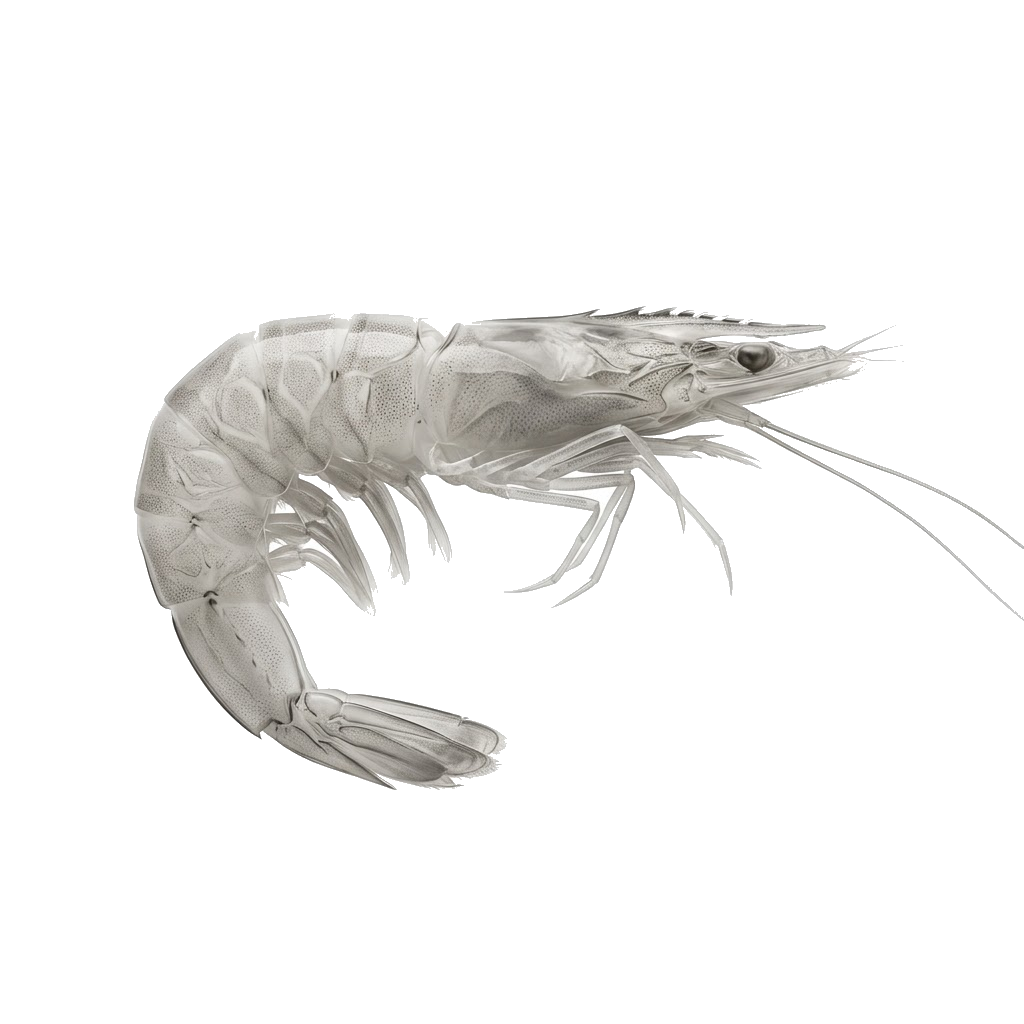 Shrimp