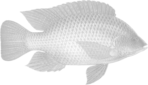 Tilapia